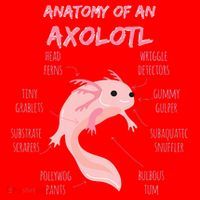 Anatomy Of An Axolotl Mexican Salamander Gift Santa Hat thumb 1