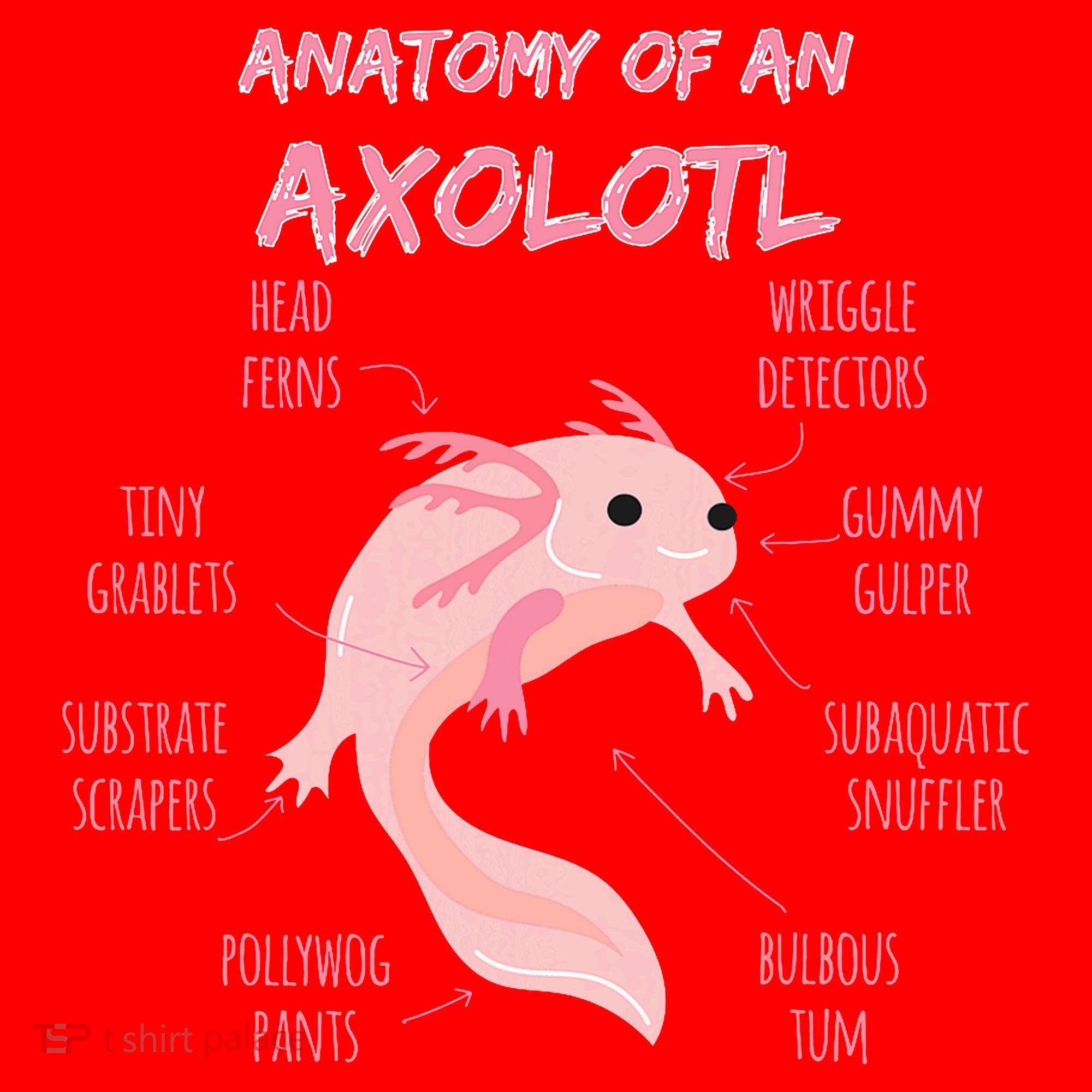 Anatomy Of An Axolotl Mexican Salamander Gift Santa Hat