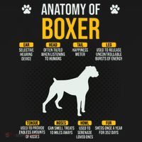 Anatomy Of Boxer Dog Lover Funny Women's Tank Top thumb 5