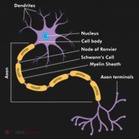 Anatomy Of Neuron Neurologist Gift Backpack thumb 2