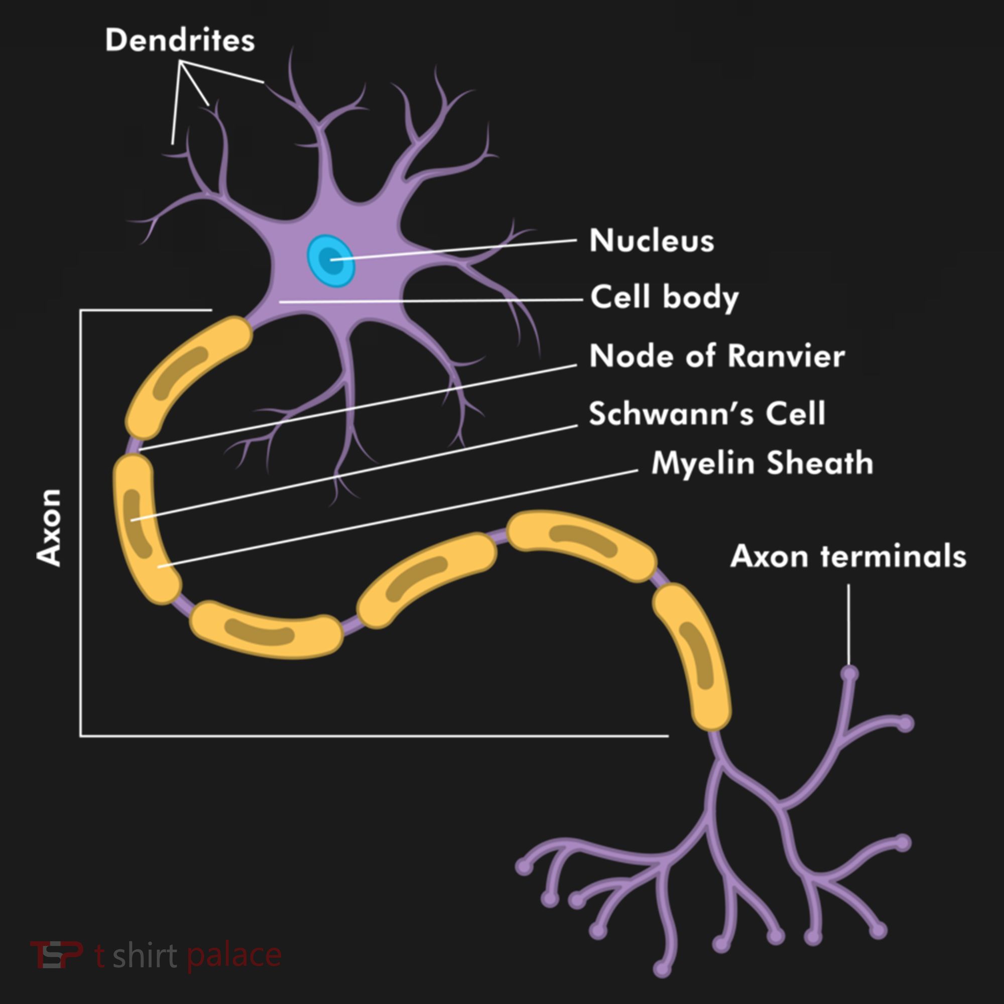 Anatomy Of Neuron Neurologist Gift Women's Hoodie
