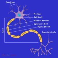 Anatomy Of Neuron Neurologist Gift Hoodie thumb 2