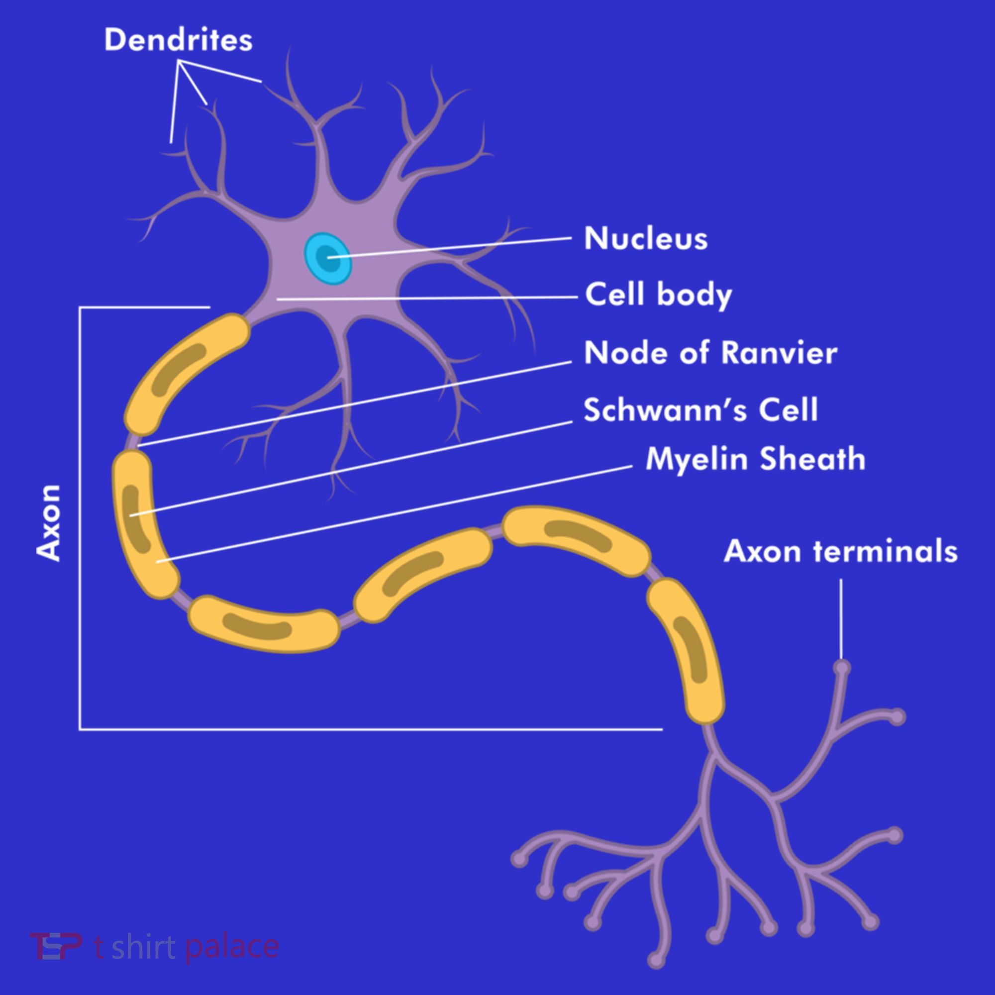 Anatomy Of Neuron Neurologist Gift Hoodie