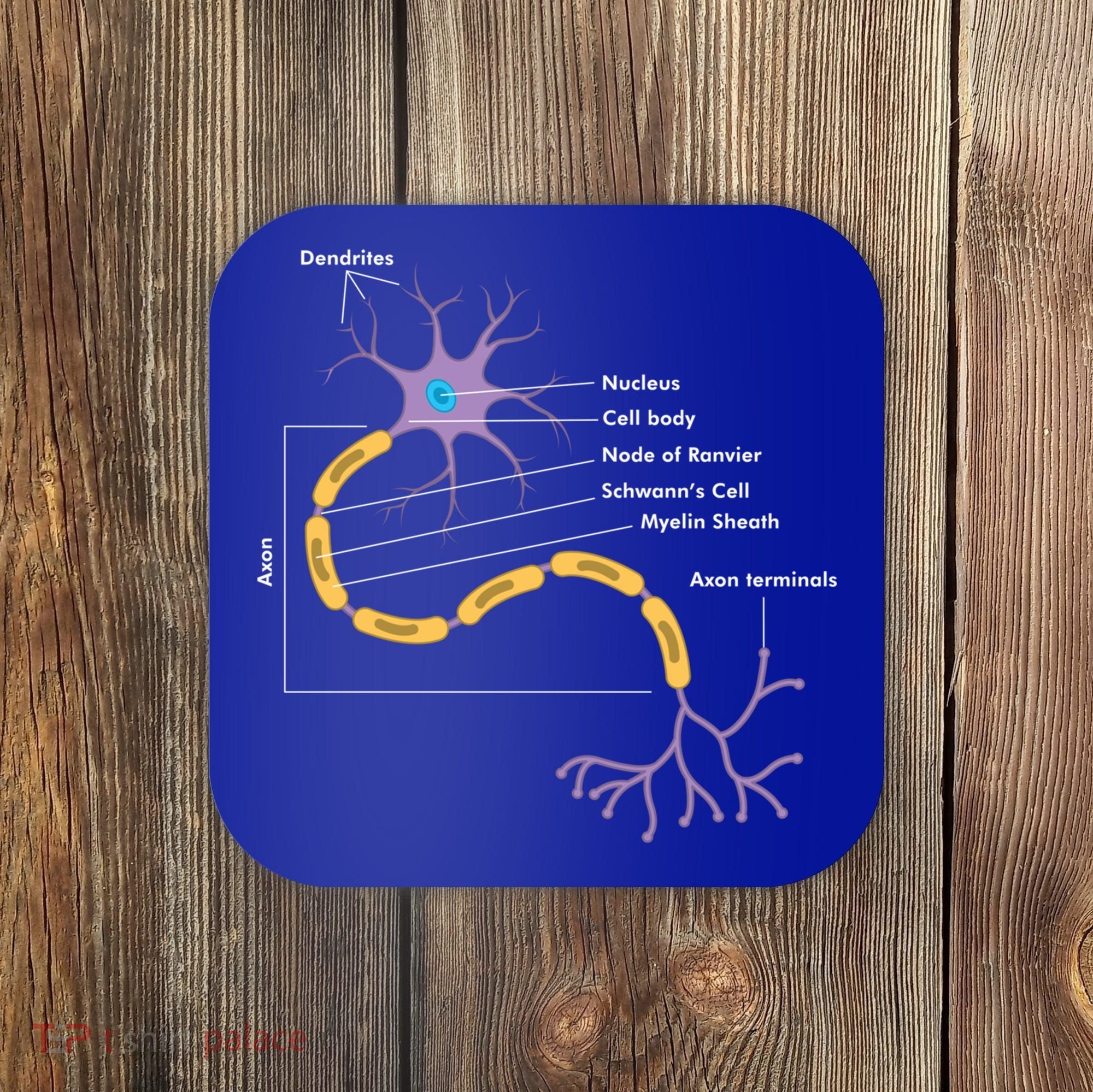 Anatomy Of Neuron Neurologist Gift Coaster