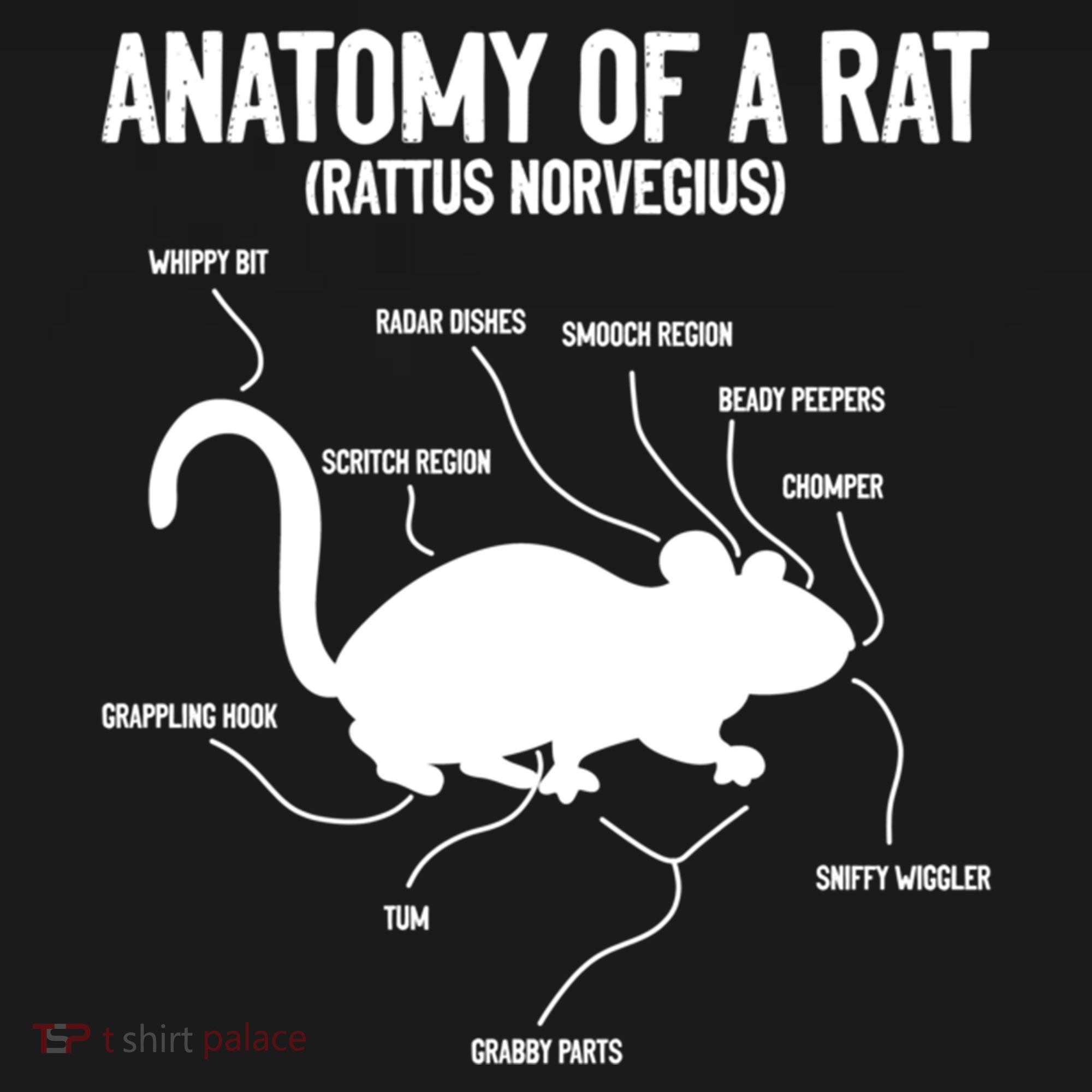 Anatomy Of Rat Rat Lovers And Pet Rat Owners Great Gift Ornament