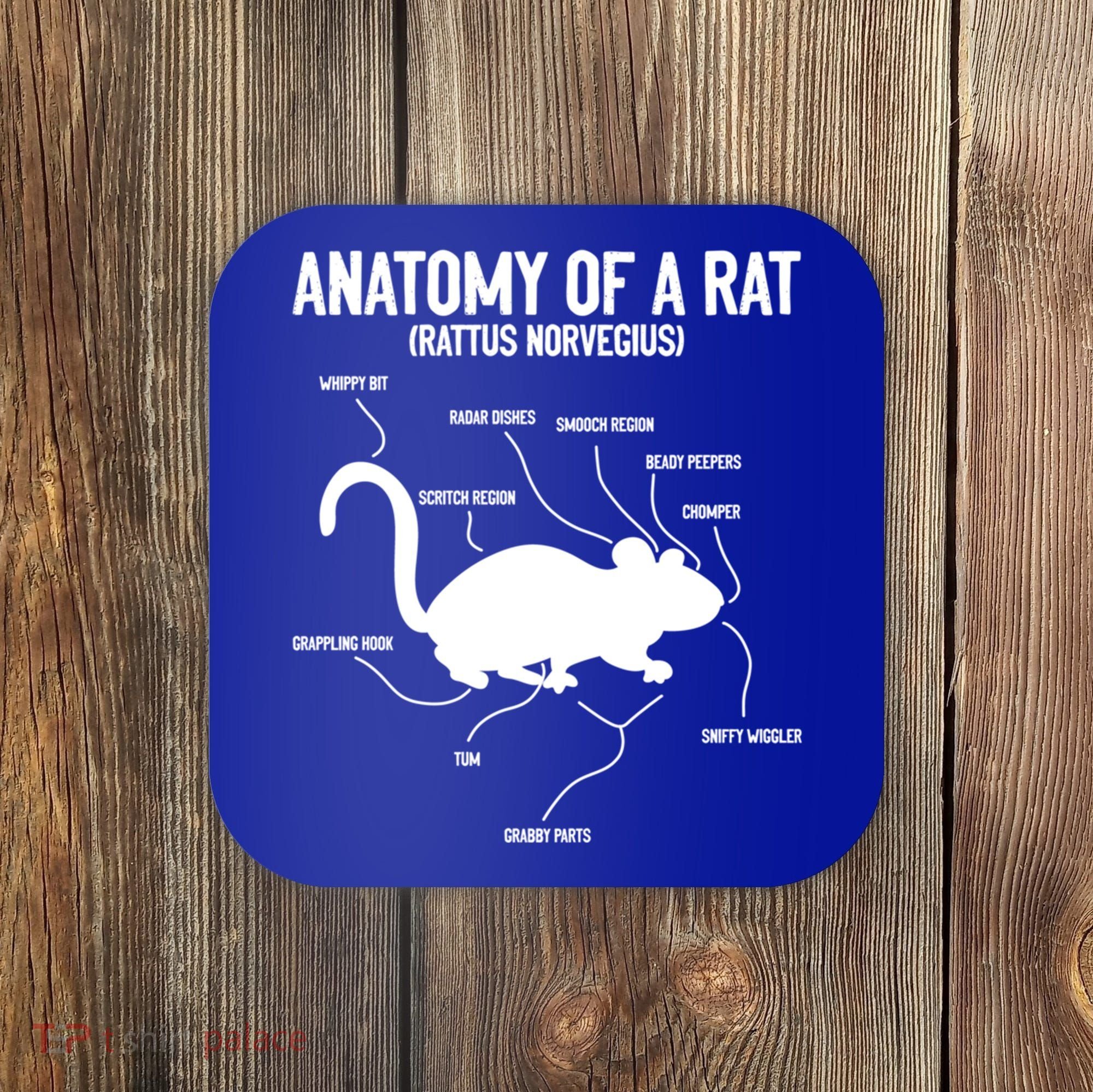 Anatomy Of Rat Rat Lovers And Pet Rat Owners Great Gift Coaster