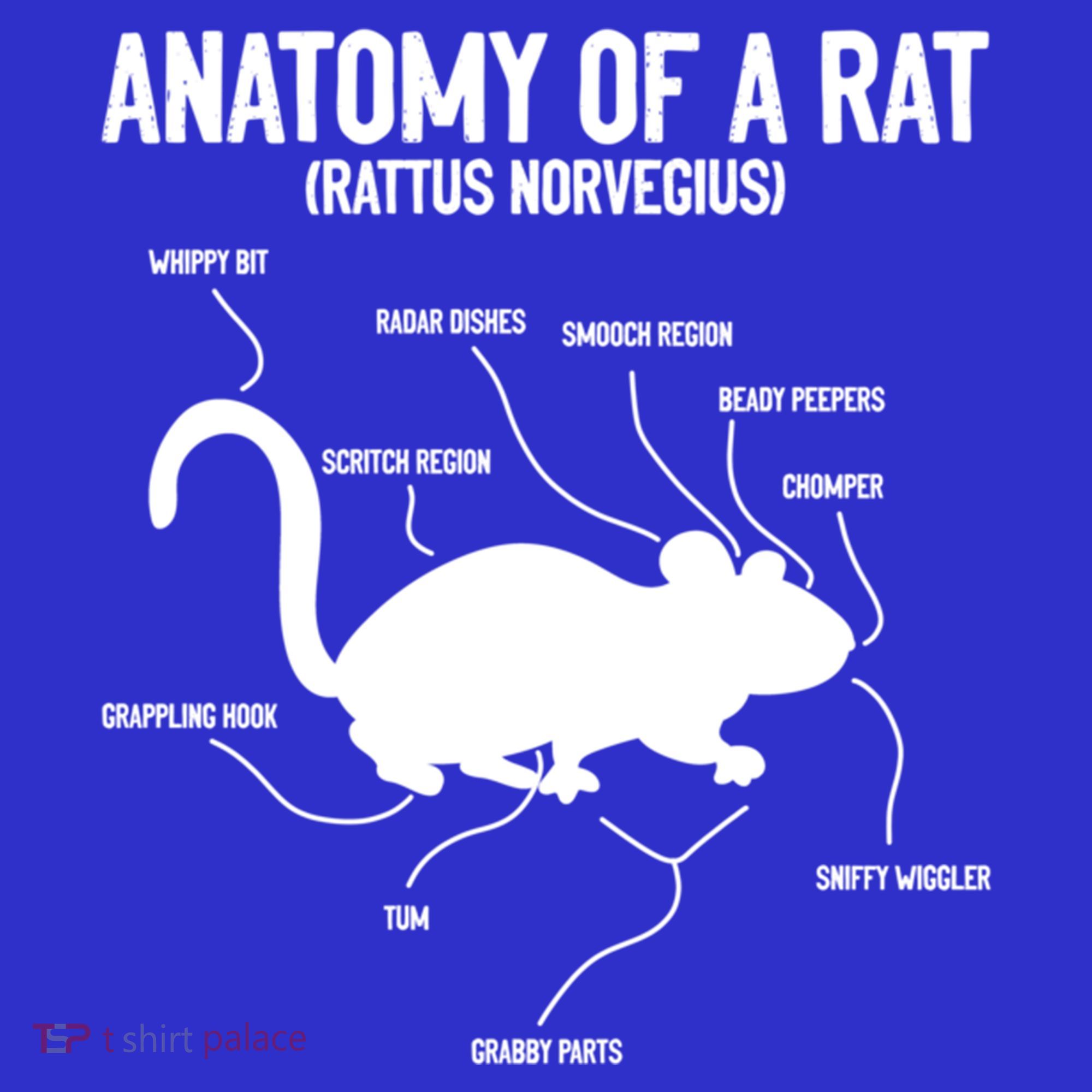 Anatomy Of Rat Rat Lovers And Pet Rat Owners Great Gift Coaster