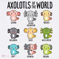 Axolotls Of The World Axolotl Amphibian Animal Lovers Kawaii T-Shirt thumb 7
