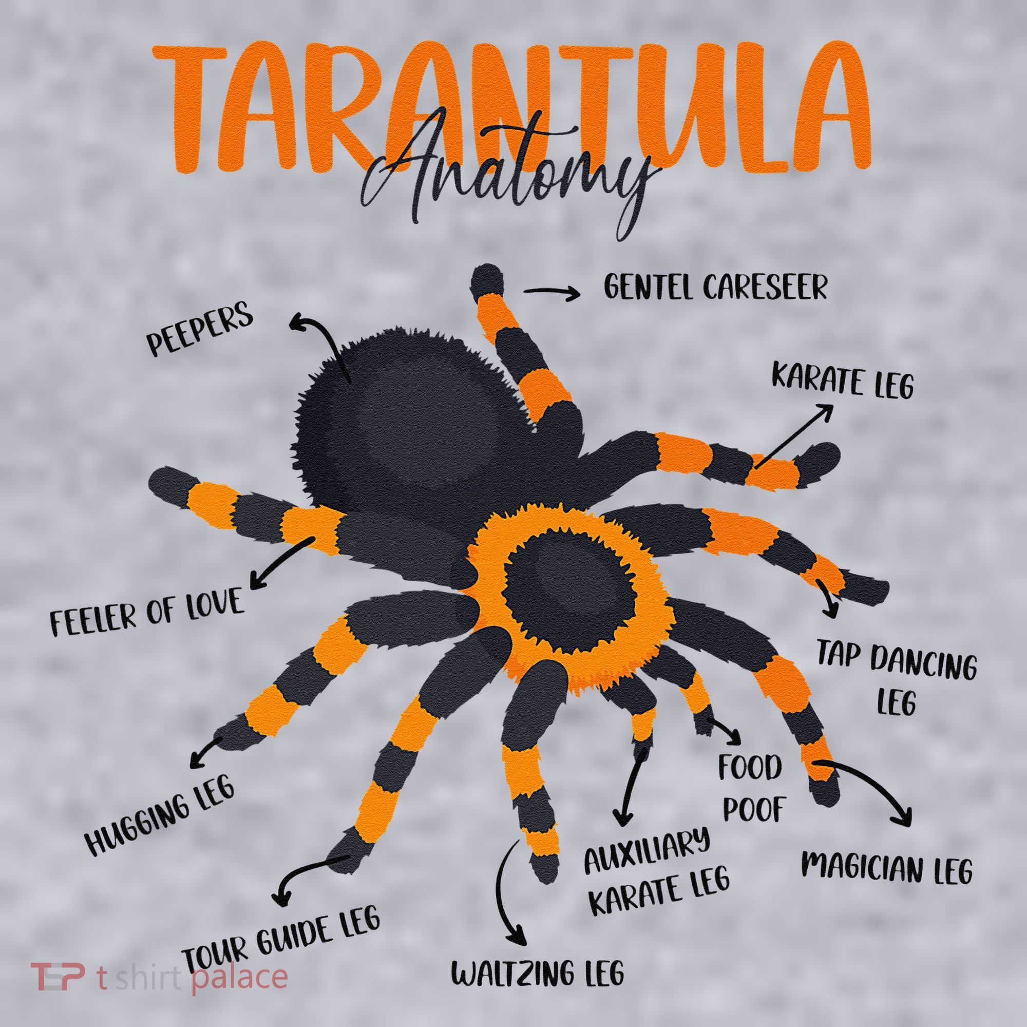 Anatomy Of Tarantula Spider Arthropod Arachnid Arachnophile Women's Sweatshirt
