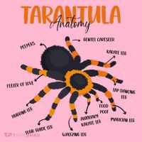 Anatomy Of Tarantula Spider Arthropod Arachnid Arachnophile Coaster thumb 2