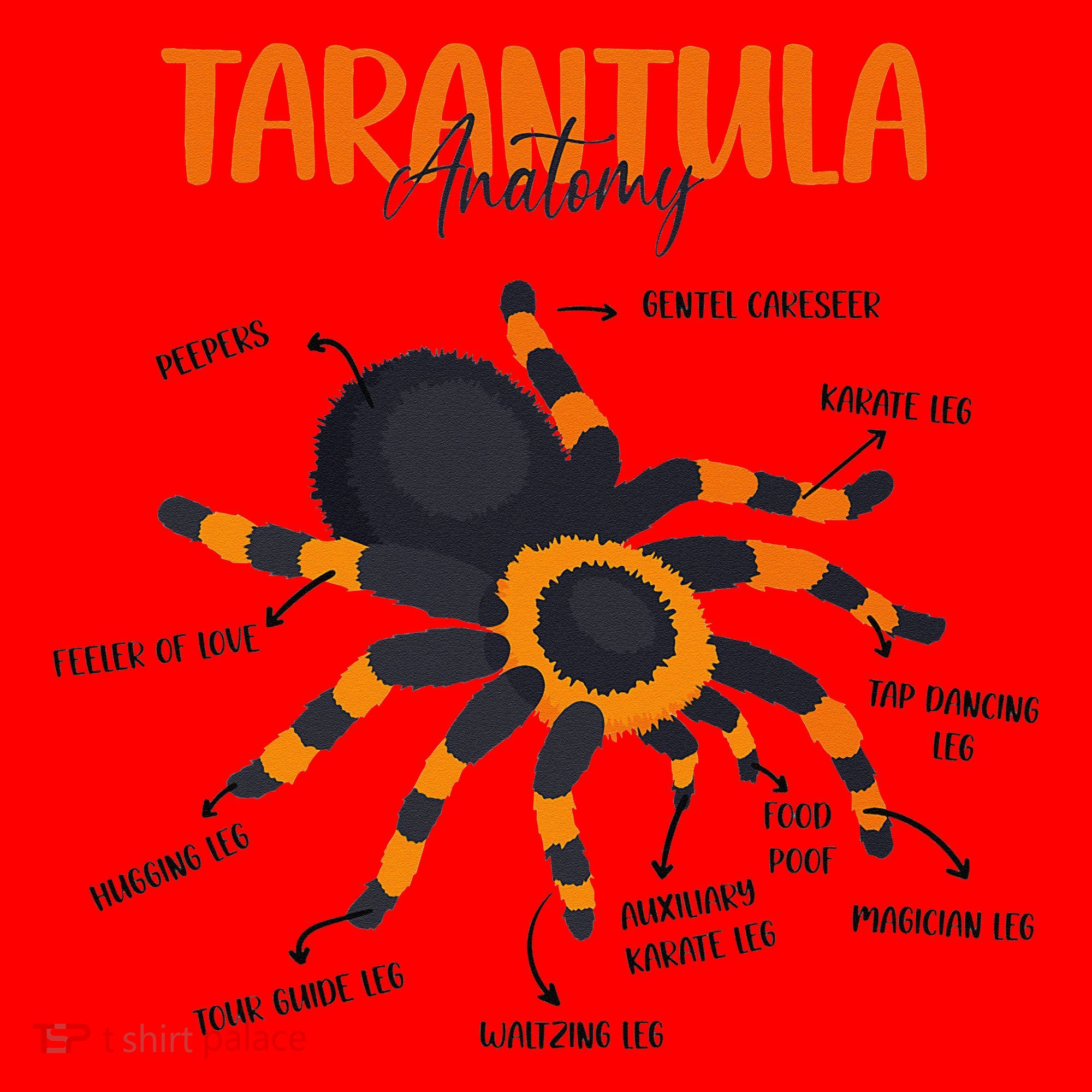 Anatomy Of Tarantula Spider Arthropod Arachnid Arachnophile Santa Hat