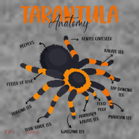 Anatomy Of Tarantula Spider Arthropod Arachnid Arachnophile Toddler Hoodie thumb 2
