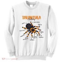 Anatomy Of Tarantula Spider Arthropod Arachnid Arachnophile Sweatshirt thumb 0