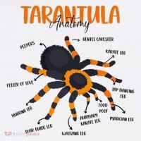 Anatomy Of Tarantula Spider Arthropod Arachnid Arachnophile Beanie thumb 2