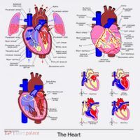 Anatomy Of The Heart Mug Polo thumb 3