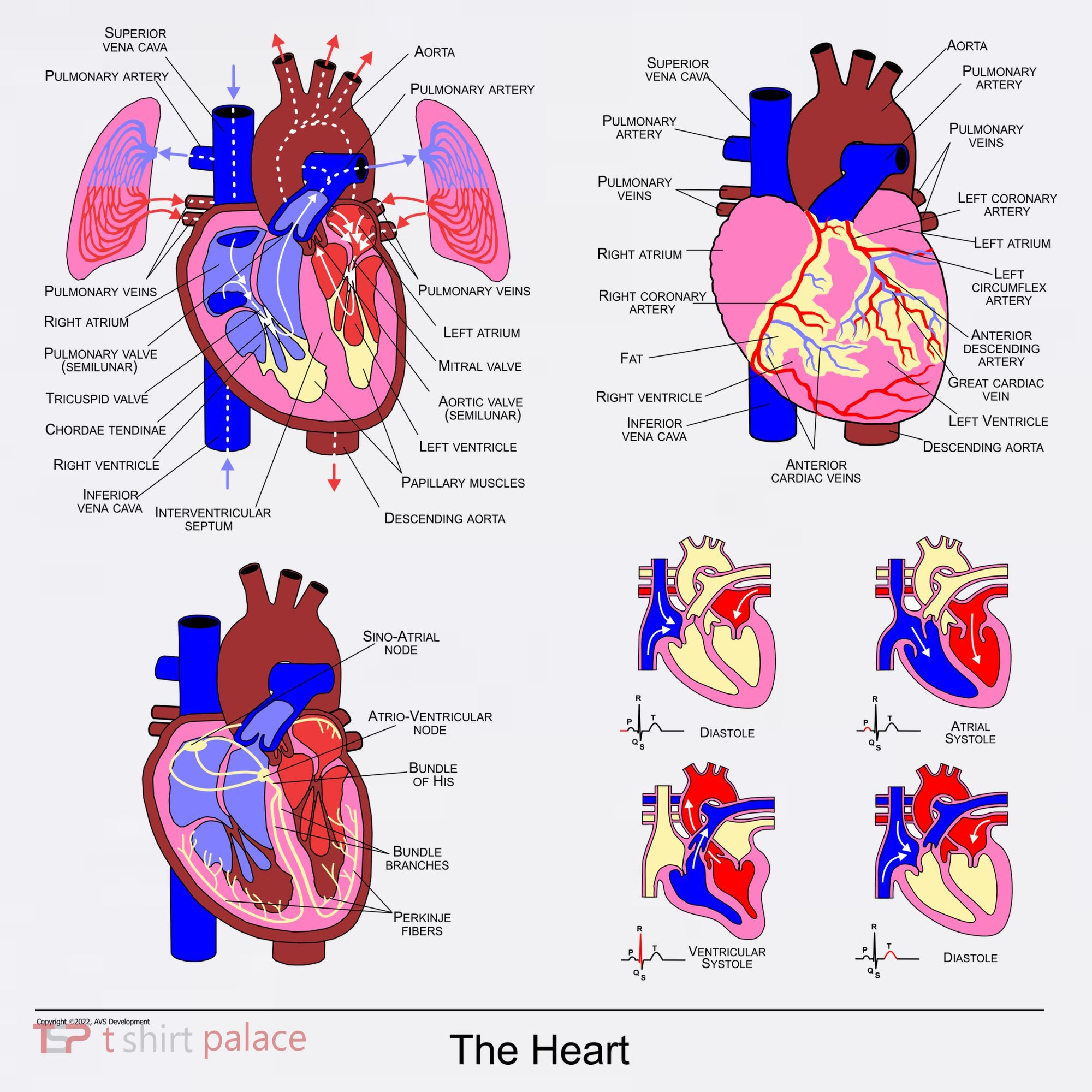 Anatomy Of The Heart Mug Women's Hoodie