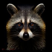 A Racoon Gift Bucket Hat thumb 4