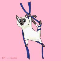 Aerial Silks Dancer Aerialist Air Yoga Acrobatics Cat Funny Coaster thumb 2