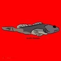 Arctic Sculpin Freshwater Fish Santa Hat thumb 1