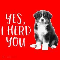 Australian Shepherd Herding Dog Funny I Herd You Mom Dad Santa Hat thumb 1