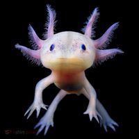 Axolotl Shirt: Limited Edition Ornament thumb 1