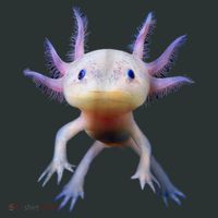Axolotl Shirt: Limited Edition Women's T-Shirt thumb 6