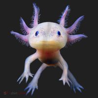 Axolotl Shirt: Limited Edition Beanie thumb 2