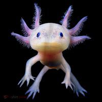 Axolotl Shirt: Limited Edition Coaster thumb 2