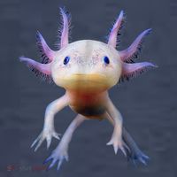 Axolotl Shirt: Limited Edition Women's T-Shirt thumb 6