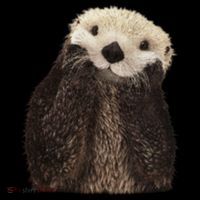 Adorable Sea Otter Gift Women's Hoodie thumb 2