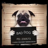 Bad Dog Funny Pug Prison Mug Shot Women's Tank Top thumb 5