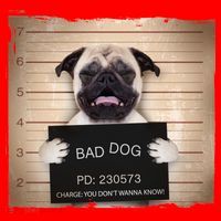 Bad Dog Funny Pug Prison Mug Shot Santa Hat thumb 1