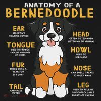 Bernedoodle Anatomy Funny Dog Mom Dad Cute Gift Tote Bag thumb 4