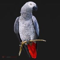 Beautiful African Grey Parrot USA-Made Doggie Bandana thumb 2