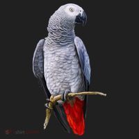 Beautiful African Grey Parrot Tumbler thumb 3