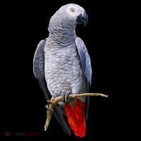 Beautiful African Grey Parrot Tank Top thumb 6