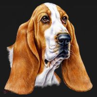 Basset Hound Face Button thumb 1