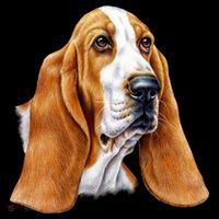 Basset Hound Face Women's Hoodie thumb 2
