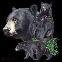 Black Bears USA-Made Doggie Bandana thumb 2