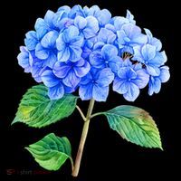 Beautiful Blue Hydrangea Flowers Backpack thumb 2