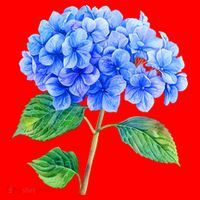 Beautiful Blue Hydrangea Flowers Santa Hat thumb 1