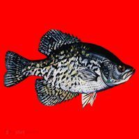 Black Crappie Fish Lucky Crappie Fishing Gift Santa Hat thumb 1