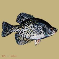 Black Crappie Fish Lucky Crappie Fishing Gift T-Shirt thumb 7