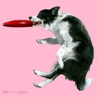 Border Collie Frisbee Graphic Sheepdog Print Gift Coaster thumb 2