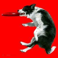 Border Collie Frisbee Graphic Sheepdog Print Gift Santa Hat thumb 1