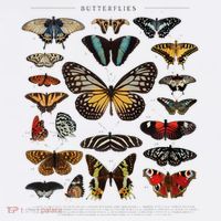 Butterfly Collection Just A Girl Who Loves Butterflies T-Shirt thumb 7