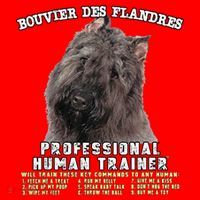 Bouvier Des Flandres Professional Human Trainer Cute Dog Santa Hat thumb 1