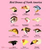 Bird Drones Of North America Coaster thumb 2
