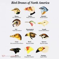 Bird Drones Of North America Baby Bodysuit thumb 2
