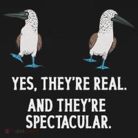 Blue Footed Booby Seabird Boobies Button thumb 1